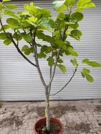 Gevraagd  boompjes/planten( vijgen,appel,aardbei kers olijf), Tuin en Terras, Ophalen, Lente, Volle zon, Vijgenboom