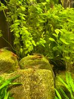 Garnalen Neocaridina, Dieren en Toebehoren, Kreeft, Krab of Garnaal