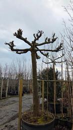 Dakplataan 60-70, Ophalen of Verzenden, Volle zon, Overige soorten, Minder dan 100 cm