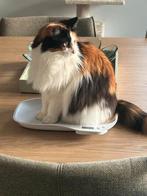 Gratis kat voor boerderij info in tekst, Dieren en Toebehoren, Katten en Kittens | Overige Katten
