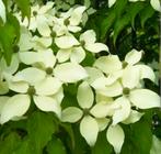 Cornus Kousa Milky way 160cm, Tuin en Terras, Planten | Bomen, Ophalen, Volle zon, Overige soorten, Minder dan 100 cm
