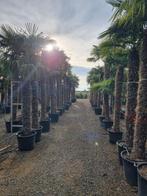 Trachycarpus fortunei / Chamaerops excelsa / AANBIEDING, Tuin en Terras, Minder dan 100 cm, Zomer, Volle zon, Ophalen of Verzenden