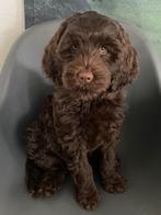 Australian Labradoodle pup, teefje, laatste uit het nest, Rabiës (hondsdolheid), Overige rassen, 8 tot 15 weken, Teef
