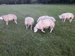 Texelaar stamboek Dekrammen, best ontw royaal bespierd ,, Dieren en Toebehoren, Mannelijk, Schaap