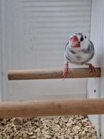 Mooie grote bonte rijstvogel, Dieren en Toebehoren, Vogels | Overige Vogels, Mannelijk, Tropenvogel, Geringd