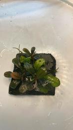 Bucephalandra K Royal, Ophalen of Verzenden, Zo goed als nieuw