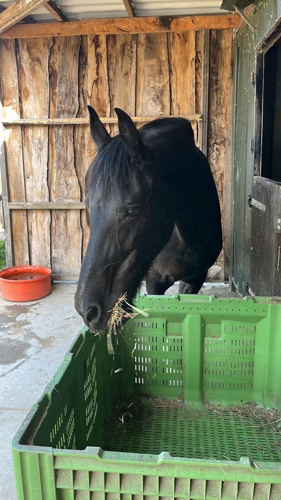 Verzorgster voor gepensioneerde Fries!, Dieren en Toebehoren, Stalling en Weidegang