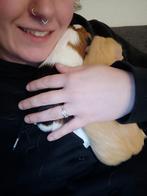 Knaagdier en insecten oppas / tijdelijke oppas, Dieren en Toebehoren, Knaagdieren, Januari, Meerdere dieren, Overige typen, Tam