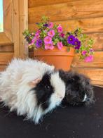 Koppeltje Lunkarya Cavia's., Mannelijk, Cavia, Na 1 juli 2024, Tam