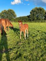 Voskleurig NRPS merrieveulen, Dieren en Toebehoren, Paarden, Merrie, Dressuurpaard, 0 tot 2 jaar