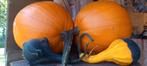 Nog ruime keus prachtige Halloween pompoenen en kalebassen, Ophalen, Nieuw