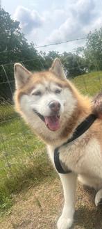 Lieve Husky, Dieren en Toebehoren, Particulier, 1 tot 2 jaar, Buitenland, Teef