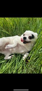 Lieve puck zoekt platina huisje, Rabiës (hondsdolheid), 1 tot 2 jaar, Teef, Eén hond