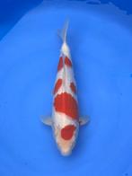 Dainichi HQ koi karper | Koikarpers  | Tosai vissen, Dieren en Toebehoren, Vissen | Vijvervissen, Karper of Koi