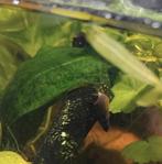 Jonge sulawesi /rabbit snail, Slak of Weekdier, Zoetwatervis