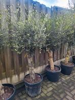 Olijfbomen met mooie dikke stam, Tuin en Terras, Volle zon, Ophalen of Verzenden, 100 tot 250 cm, Olijfboom