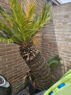 cycas vredespalm grote stam, Ophalen, Volle zon