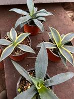 Agave blauw &americana pot12cm, Huis en Inrichting, Kamerplanten, Ophalen of Verzenden, Volle zon, Minder dan 100 cm
