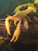 Prachtige grote witte kreeft ongeveer 12 cm groot, Vis