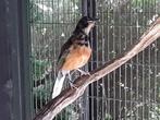 SCHAMALIJSTERS, Dieren en Toebehoren, Meerdere dieren, Tropenvogel, Geringd