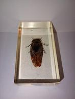 insect in epoxy hars 14, Ophalen of Verzenden, Zo goed als nieuw, Insect, Beeldje of Figuurtje