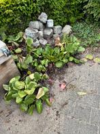 Schoenlappersplant af te halen, Tuin en Terras, Planten | Tuinplanten, Ophalen, Zomer, Bodembedekkers, Volle zon