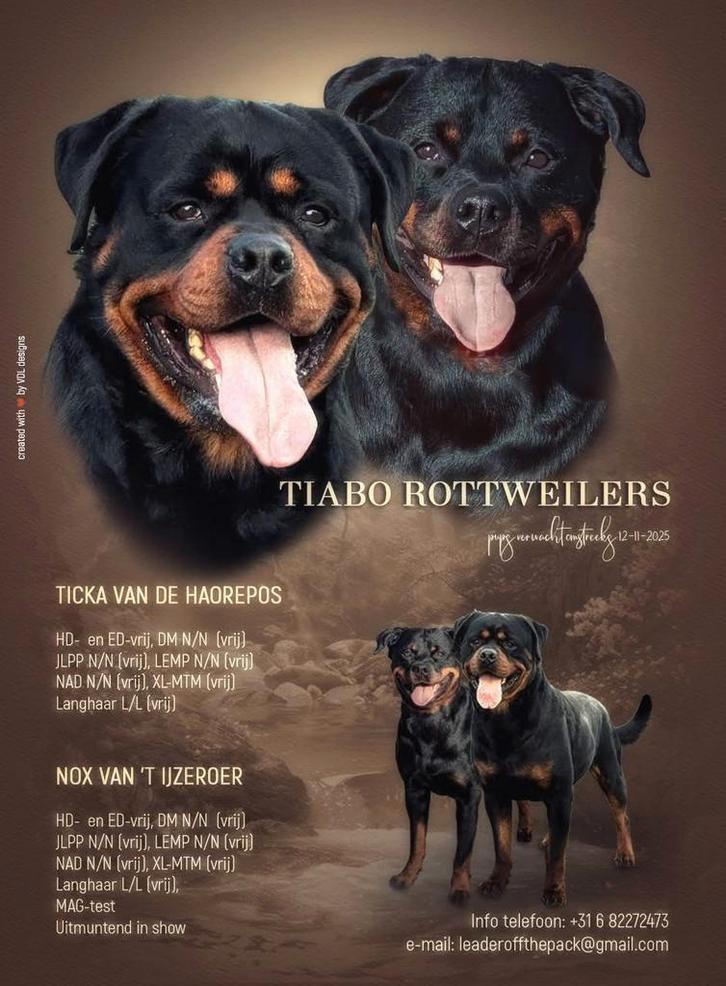 Zeer mooie rottweiler pups / 1 reutje nog beschikbaar, Dieren en Toebehoren, Honden | Bulldogs, Pinschers en Molossers, Meerdere dieren