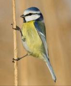 Pimpelmees, Dieren en Toebehoren, Vogels | Overige Vogels, Wildzangvogel, Geringd
