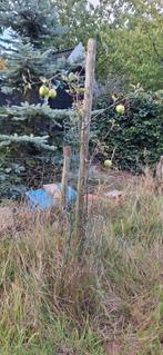 jonge appelboom, Overige soorten, Lente, 100 tot 250 cm, Ophalen