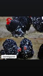 Cochin kriel broedeieren verschillende kleuren, Meerdere dieren, Kip