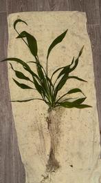 Grote, echinodorus aquarium plant, Ophalen, Zo goed als nieuw, Plant(en), Steen of Hout