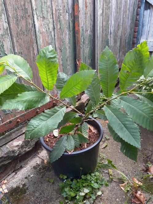 tamme kastanje boompje, Tuin en Terras, Planten | Bomen, Overige soorten, Volle zon, Ophalen
