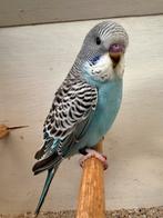 Jonge grasparkiet, Dieren en Toebehoren, Mannelijk, Parkiet, Geringd