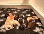 Goldendoodle/Labradoodle ook double doodle genoemd, Nederland, Overige rassen, CDV (hondenziekte), 8 tot 15 weken