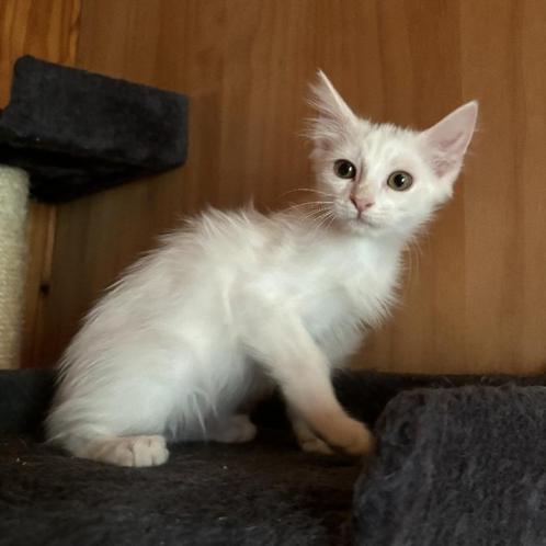 ACE: Hanna is prachtig om te zien!, Dieren en Toebehoren, Katten en Kittens | Overige Katten, Langharig, Poes, 0 tot 2 jaar