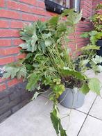 Mooie witte anemoon 60 cm hoog, Tuin en Terras, Planten | Tuinplanten, Ophalen, Overige soorten, Volle zon