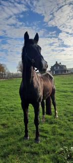 Braaf recreatie paard/ weidemaatje tekoop, Dieren en Toebehoren, Paarden, Gechipt, Ruin, Niet van toepassing, 170 tot 175 cm