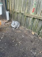 Konijnen, Dieren en Toebehoren, Konijnen, Mannelijk