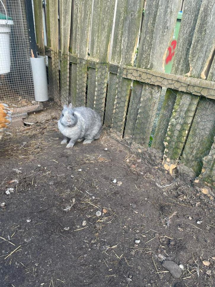 Konijnen, Dieren en Toebehoren, Konijnen, Mannelijk