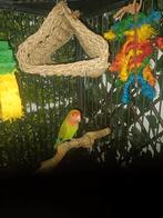 Perzikkop dwerg papagaai, Mannelijk, Dwergpapegaai of Agapornis, Geringd