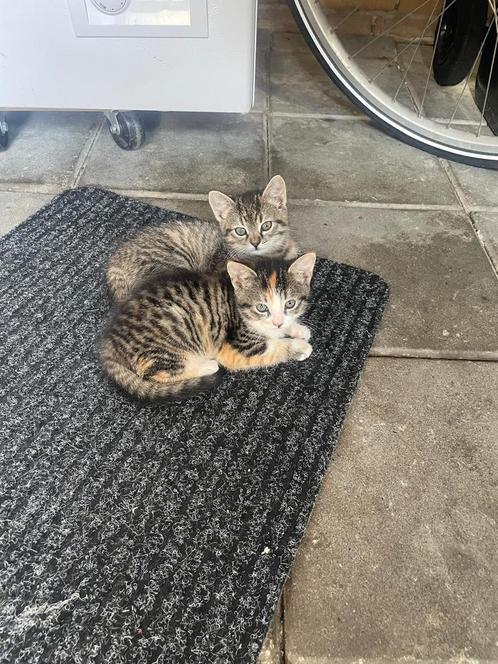 Kittens, Dieren en Toebehoren, Katten en Kittens | Overige Katten, Kortharig, Geslacht onbekend, 0 tot 2 jaar