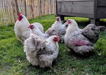 Broedeieren cochin kriel bobtail sierkippen  beschikbaar voor biedingen