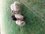 Drents heideschaap ooilammeren, Dieren en Toebehoren, Schapen, Geiten en Varkens, Vrouwelijk, Schaap