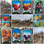 Fruitbomen, hoogstam nu €50,- pst groot assortiment!!, Tuin en Terras, Planten | Fruitbomen, Pruimenboom, Lente, Halfschaduw, 250 tot 400 cm