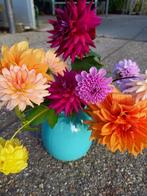 dahliaknollen, Tuin en Terras, Ophalen, Vaste plant, Overige soorten, Volle zon