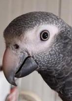 Timneh grijze roodstaart gezocht, Dieren en Toebehoren, Vrouwelijk, Papegaai, Geringd