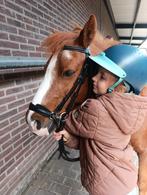 Verzorg pony gevraagd, Dieren en Toebehoren, Ophalen of Verzenden