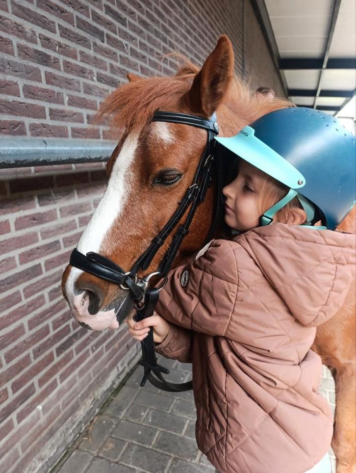 Verzorg pony gevraagd, Dieren en Toebehoren, Paarden en Pony's | Verzorgingsproducten, Ophalen of Verzenden