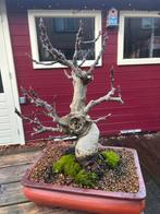 Oude Vijg Bonsai - Prachtige aanwinst voor uw tuin!, Ophalen, Volle zon, Vaste plant, Bloeit niet