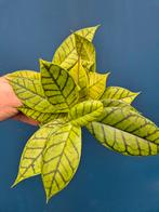 Hoya Callistophylla p12, Ophalen of Verzenden, Halfschaduw, Minder dan 100 cm